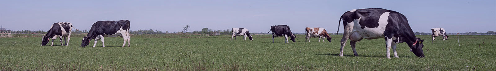 collection-banner-image